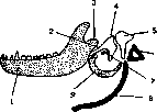 Visceral Skeleton: figure 3 from the 1928–1936 encyclopedia article