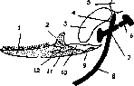 Visceral Skeleton: figure 2 from the 1928–1936 encyclopedia article