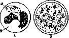 Hepatozoon (z367): figure 1 from the 1928–1936 encyclopedia article