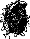 Helminthoma: figure 1 from the 1928–1936 encyclopedia article
