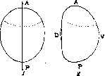 Intermediate; Promitosis: figure 1 from the 1928–1936 encyclopedia article