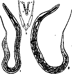 Rhabditis: figure 1 from the 1928–1936 encyclopedia article