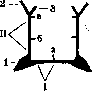 Palatine Bone: figure 1 from the 1928–1936 encyclopedia article