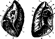 Lungs: figure 12 from the 1928–1936 encyclopedia article