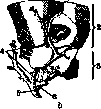 Lungs: figure 21 from the 1928–1936 encyclopedia article
