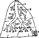 Lungs: figure 26 from the 1928–1936 encyclopedia article