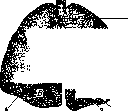 Lungs: figure 1 from the 1928–1936 encyclopedia article
