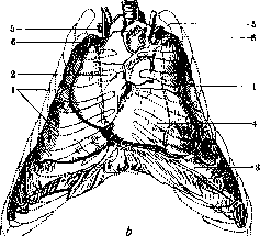 Lungs: figure 3 from the 1928–1936 encyclopedia article