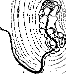 Nerve Endings: figure 4 from the 1928–1936 encyclopedia article