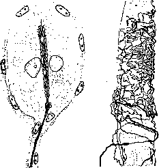 Nerve Endings: figure 5 from the 1928–1936 encyclopedia article