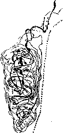 Nerve Endings: figure 3 from the 1928–1936 encyclopedia article