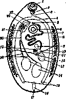 Trematodes: figure 2 from the 1928–1936 encyclopedia article