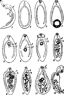 Trematodes: figure 3 from the 1928–1936 encyclopedia article
