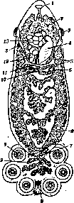 Trematodes: figure 1 from the 1928–1936 encyclopedia article