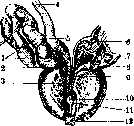 Urethra: figure 2 from the 1928–1936 encyclopedia article