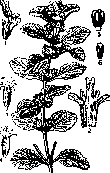 Marsupialization: figure 1 from the 1928–1936 encyclopedia article