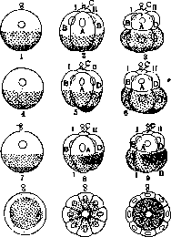 Promorphology: figure 3 from the 1928–1936 encyclopedia article