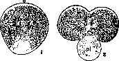 Promorphology: figure 2 from the 1928–1936 encyclopedia article