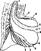 Spina Bifida: figure 5 from the 1928–1936 encyclopedia article