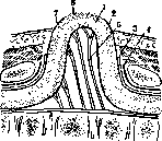 Spina Bifida: figure 6 from the 1928–1936 encyclopedia article