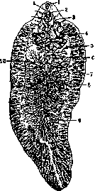 Fascioliasis: figure 2 from the 1928–1936 encyclopedia article