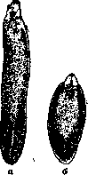 Fascioliasis: figure 1 from the 1928–1936 encyclopedia article