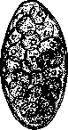 Fascioliasis: figure 3 from the 1928–1936 encyclopedia article