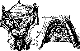 Cowper's Glands: figure 1 from the 1928–1936 encyclopedia article