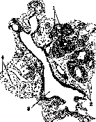 Cowper's Glands: figure 3 from the 1928–1936 encyclopedia article