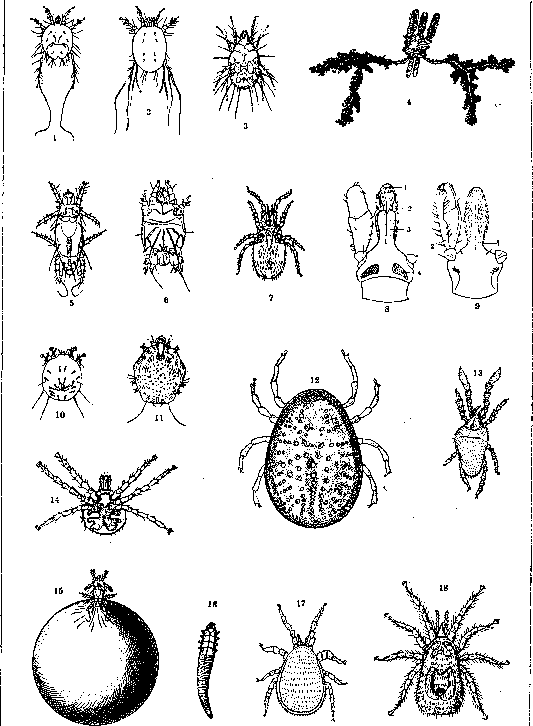 Mites and Ticks: figure 1 from the 1928–1936 encyclopedia article