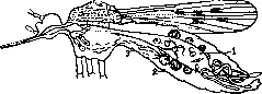 Vectors: figure 3 from the 1928–1936 encyclopedia article