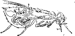Vectors: figure 2 from the 1928–1936 encyclopedia article