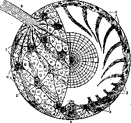 Statocysts: figure 1 from the 1928–1936 encyclopedia article