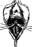 Colporrhaphy: figure 6 from the 1928–1936 encyclopedia article