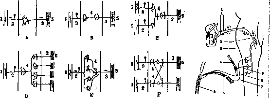 Reflexes: figure 1 from the 1928–1936 encyclopedia article