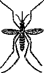 Stegomyia: figure 1 from the 1928–1936 encyclopedia article