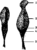 Goblet Cells: figure 1 from the 1928–1936 encyclopedia article