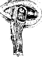 Rectum: figure 26 from the 1928–1936 encyclopedia article