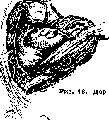 Rectum: figure 16 from the 1928–1936 encyclopedia article