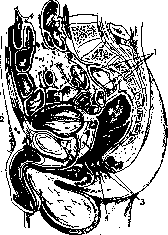 Rectum: figure 1 from the 1928–1936 encyclopedia article