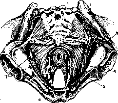 Rectum: figure 7 from the 1928–1936 encyclopedia article