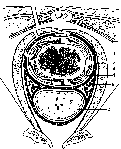Rectum: figure 6 from the 1928–1936 encyclopedia article