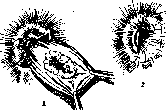 Rectum: figure 14 from the 1928–1936 encyclopedia article