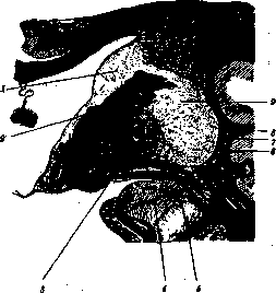 Basal Ganglia: figure 1 from the 1928–1936 encyclopedia article