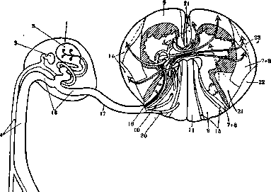 Electrolytic Dissociation: figure 1 from the 1928–1936 encyclopedia article