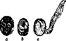 Ancylostoma: figure 3 from the 1928–1936 encyclopedia article
