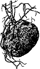 Symbiosis: figure 2 from the 1928–1936 encyclopedia article