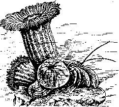 Symbiosis: figure 3 from the 1928–1936 encyclopedia article