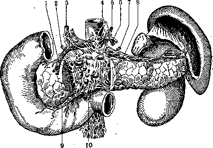 Nerves: figure 13 from the 1928–1936 encyclopedia article