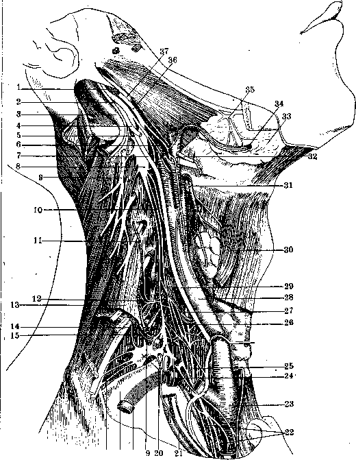 Nerves: figure 23 from the 1928–1936 encyclopedia article